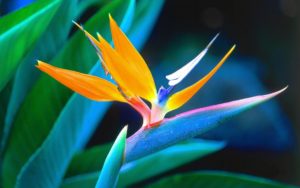 i fiori più belli: bird of pardise