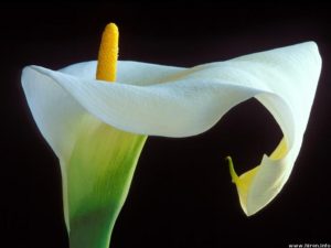 i fiori più belli: calla lily
