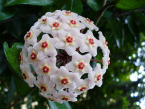 i fiori più belli: Hoya Carnosa