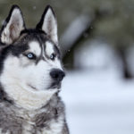 I cani più belli siberian husky