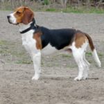 I cani più belli Beagle