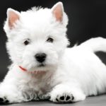 i cani più belli west highland white terrier