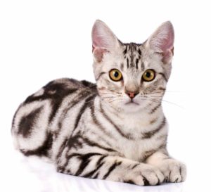 gatti più belli: american shorthair