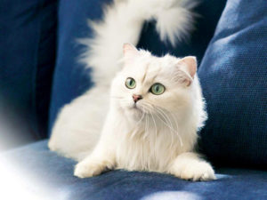 gatti più belli: ankara