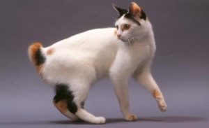 gatti più belli: bobtail giapponese