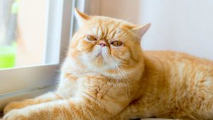gatti più belli: exotic shorthair