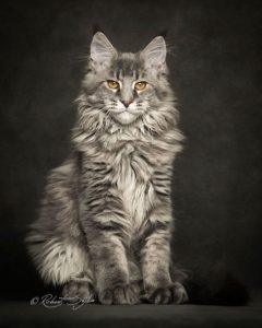 gatti più belli: maine coon