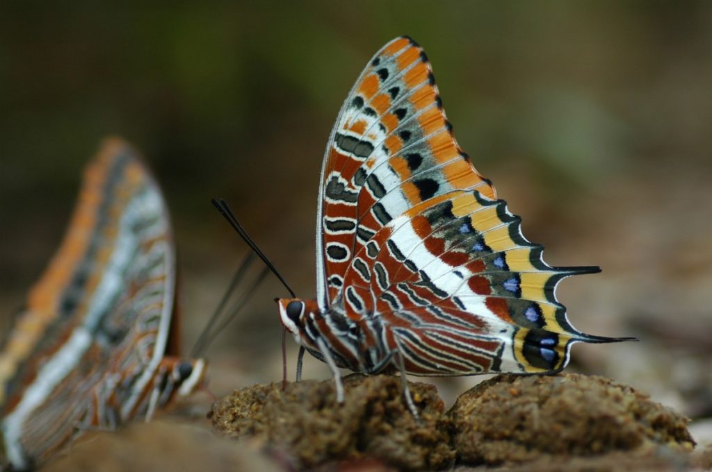 FARFALLE PIU BELLE DEL MONDO farfalla ninfa del corbezzolo