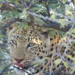 viaggiare in Namibia - Parco di Etosha ed il suo leopardo