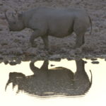 Viaggiare in Namibia - Parto di Etosha ed il rinoceronte