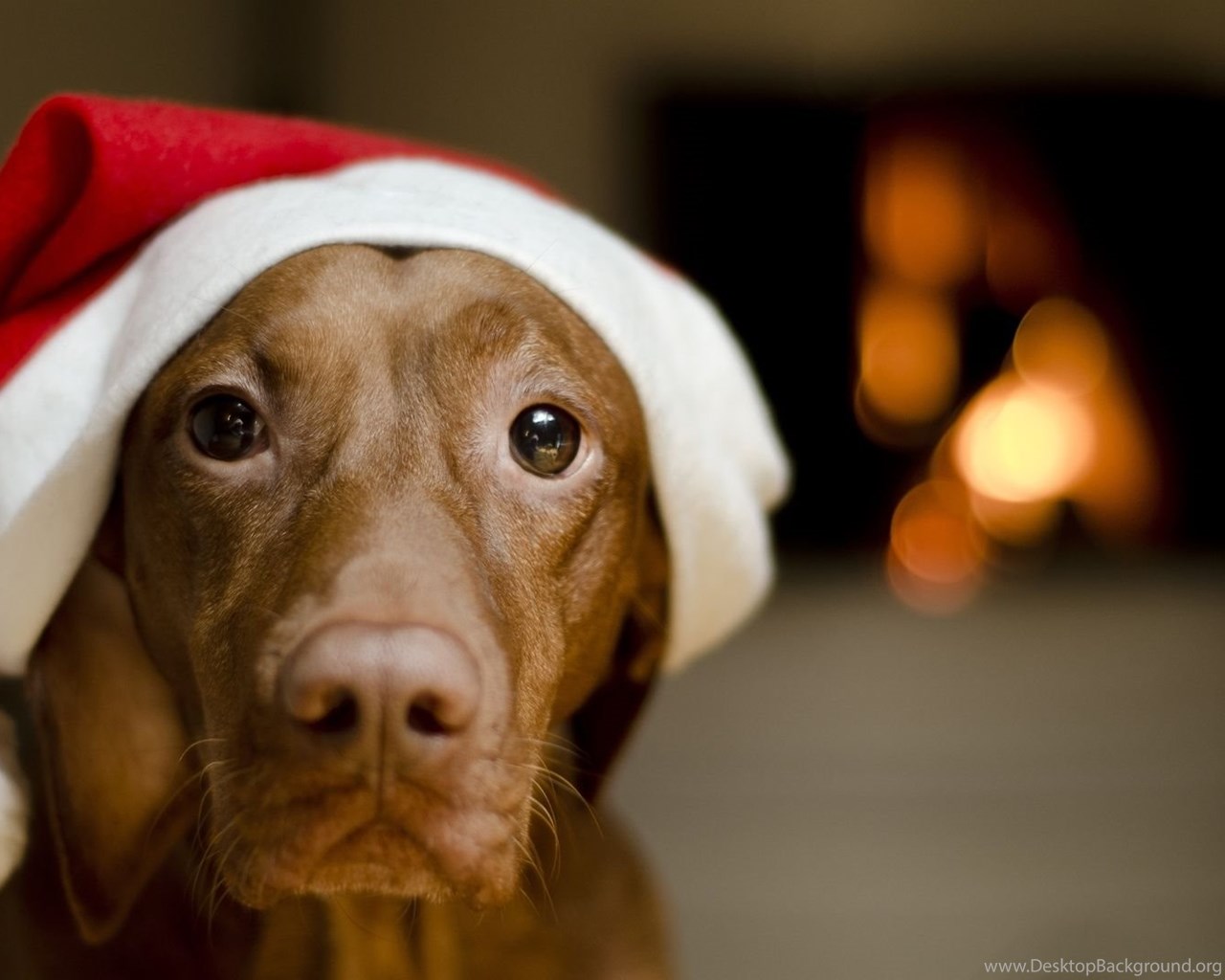 Buon Natale Animali.Buon Natale E Felice Anno Nuovo Con Cani E Gatti Bellissimi Pescini Com