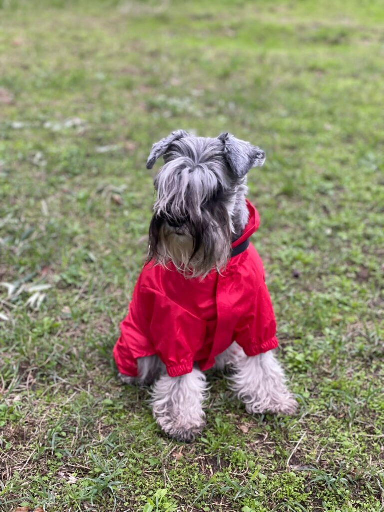 Zwergschnauzer - i cani più belli del mondo